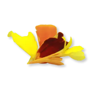 Marigold Petals Close Up