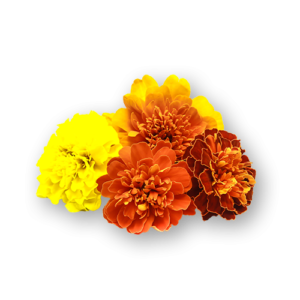 Marigold Flowers Close Up