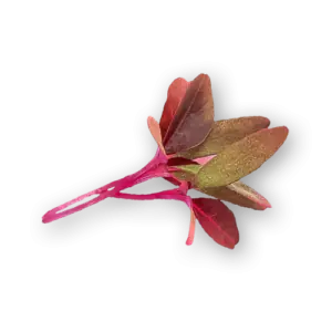 Micro Amaranth Red Close Up