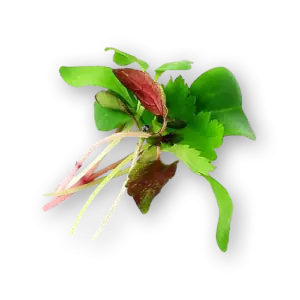 Micro Basil Italian Close Up