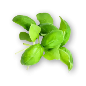 Micro Basil Italian Close Up