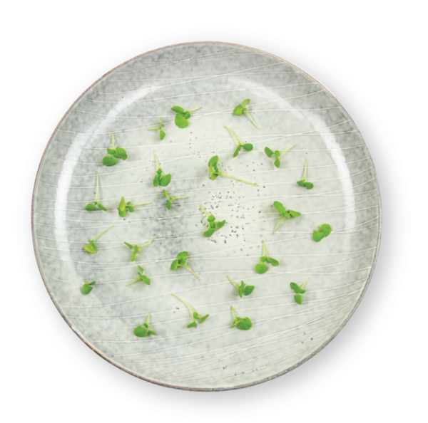 Micro Basil Italian Plating