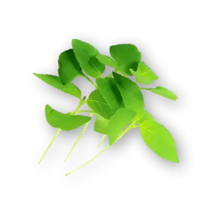 Micro Basil Mint Close Up