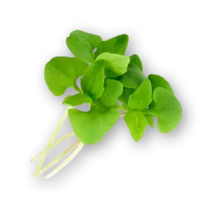 Micro Basil Mint Closeup
