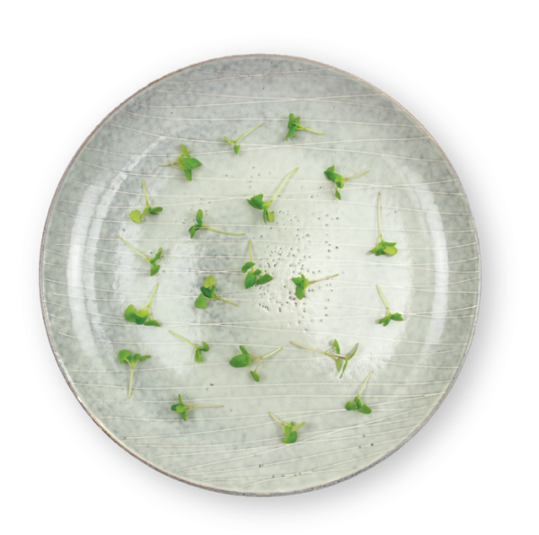 Micro Basil Mint Plating