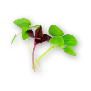 Micro Basil Mix Close up