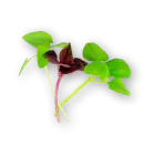 Micro Basil Mix