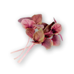 Micro Basil Opal Close Up