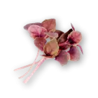 Micro Basil Opal