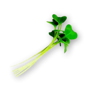 Micro Broccoli Close Up
