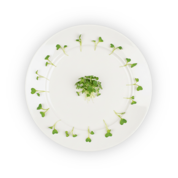 Buy Micro Broccoli in New York | Flavour Fields
