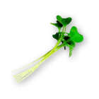 Micro Broccoli