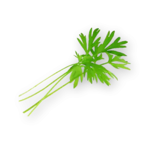 Micro Carrot Close Up