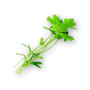 Micro Celery Close Up