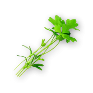 Micro Celery Close Up