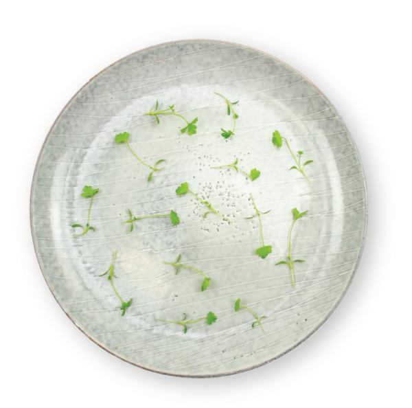 Micro Celery Plating