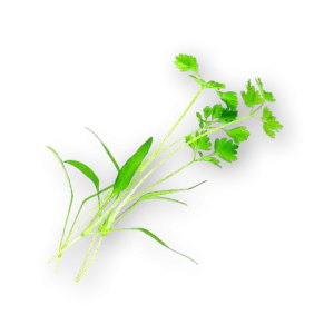 Micro Chervil Close Up