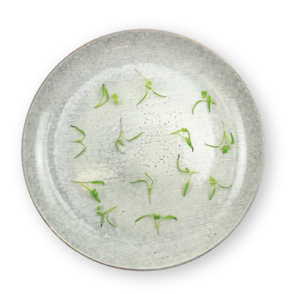 Micro Chervil Plating