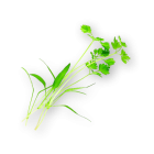 Micro Chervil