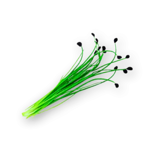 Micro Chive Closeup