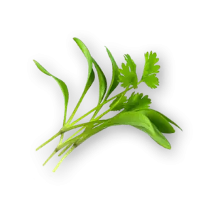 Micro Cilantro Close Up