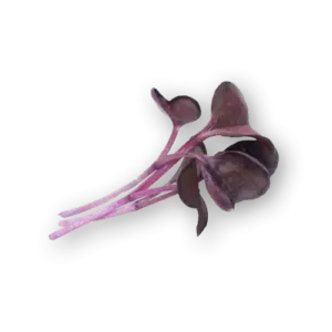 Micro Daikon Purple Close Up