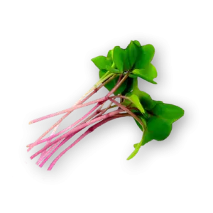 Micro Kohlrabi Purple Close Up