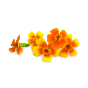 Micro Marigolds Close Up