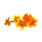 Micro Marigolds