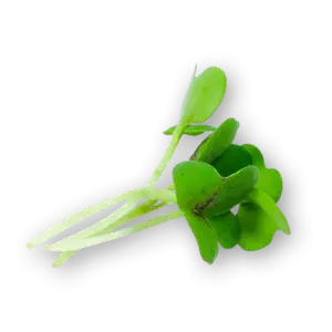 Micro Mustard Green Close Up