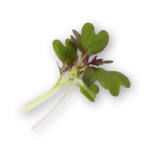 Micro Mustard Red Close Up