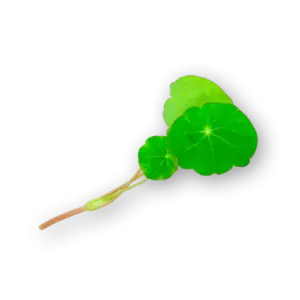 Micro Nasturtium Close Up