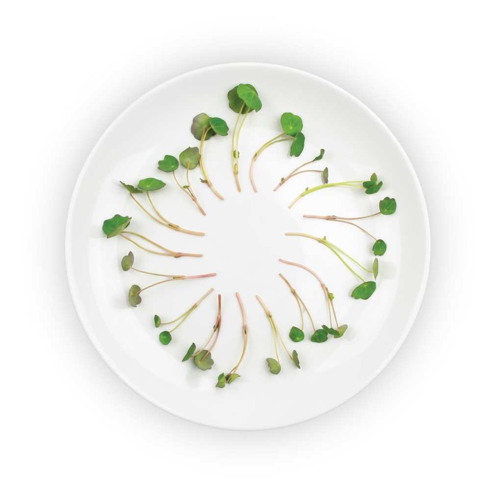 micro-nasturtium-plating shadow