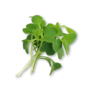 Micro Pak Choi Green Close Up