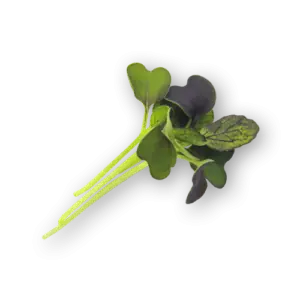 Micro Pak Choi Red Close Up