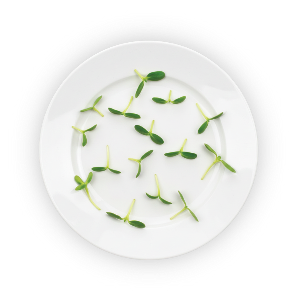 micro-sunflower-plating shadow