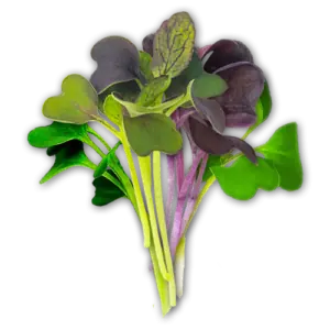 Micro Superfood Mix Close Up