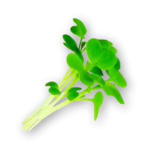 Micro Wasabi Close Up