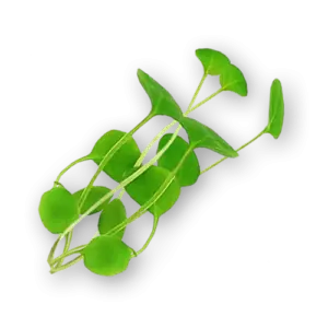 Micro Watercress Close Up