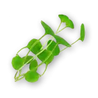 Micro Watercress