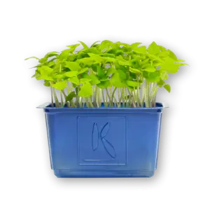 Mint Basil Cress Close Up