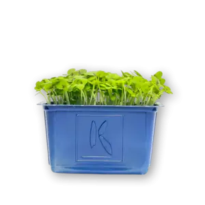 Mustard Cress Close Up