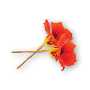 Nasturtium Flowers Close Up