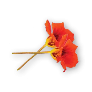 Nasturtium Flowers Close Up