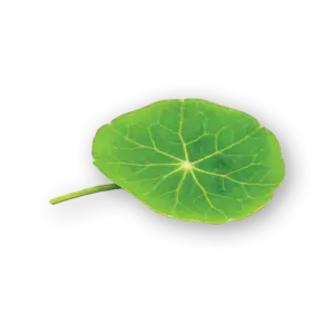 Nasturtium Leaves Close Up