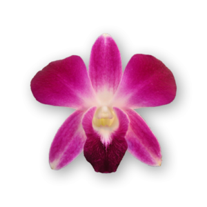 Orchids Purple Close Up