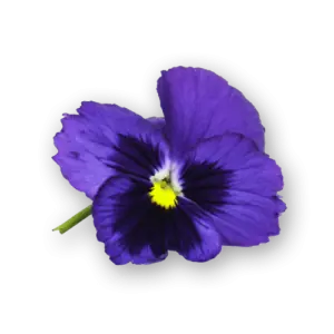 Pansy Flowers Blue Spectrum Close Up