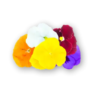 Pansy Flowers Mix Close Up