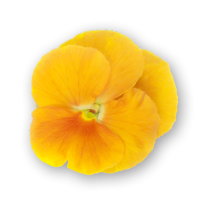 Pansy Flowers Orange Spectrum Close Up