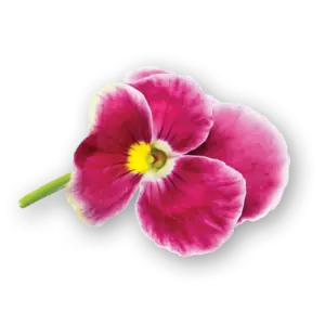 Pansy Flowers Purple Spectrum Close Up